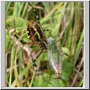 Argiope bruennichi - Wespenspinne 06.jpg